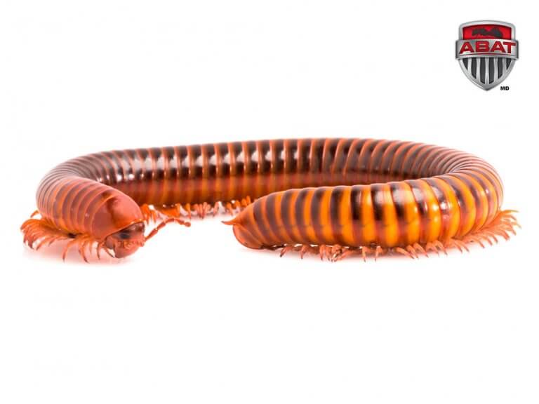 mille pattes millipede roux