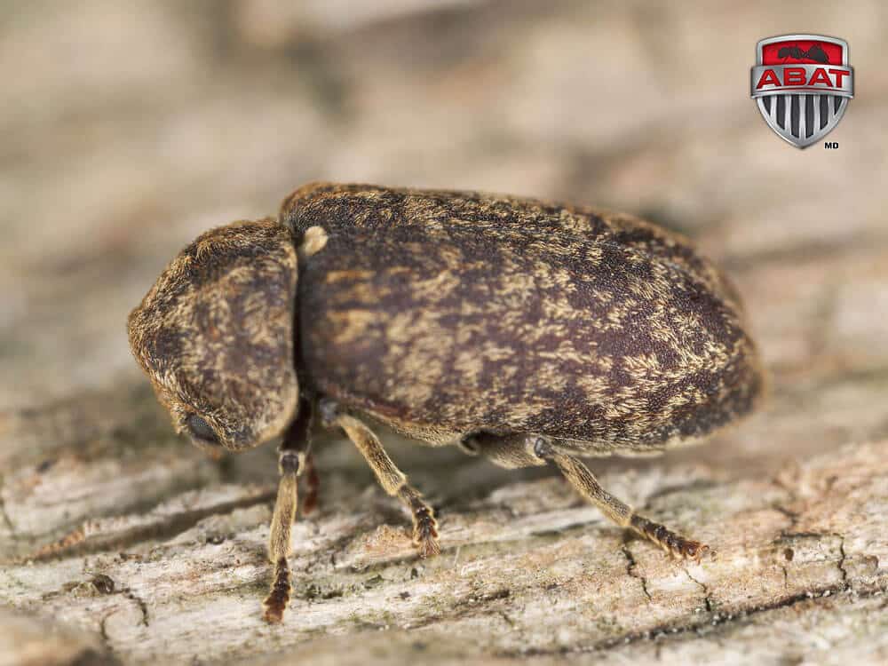 Traitement des insectes présents dans les charpentes - Liège