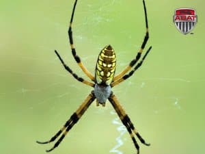 Argiope
