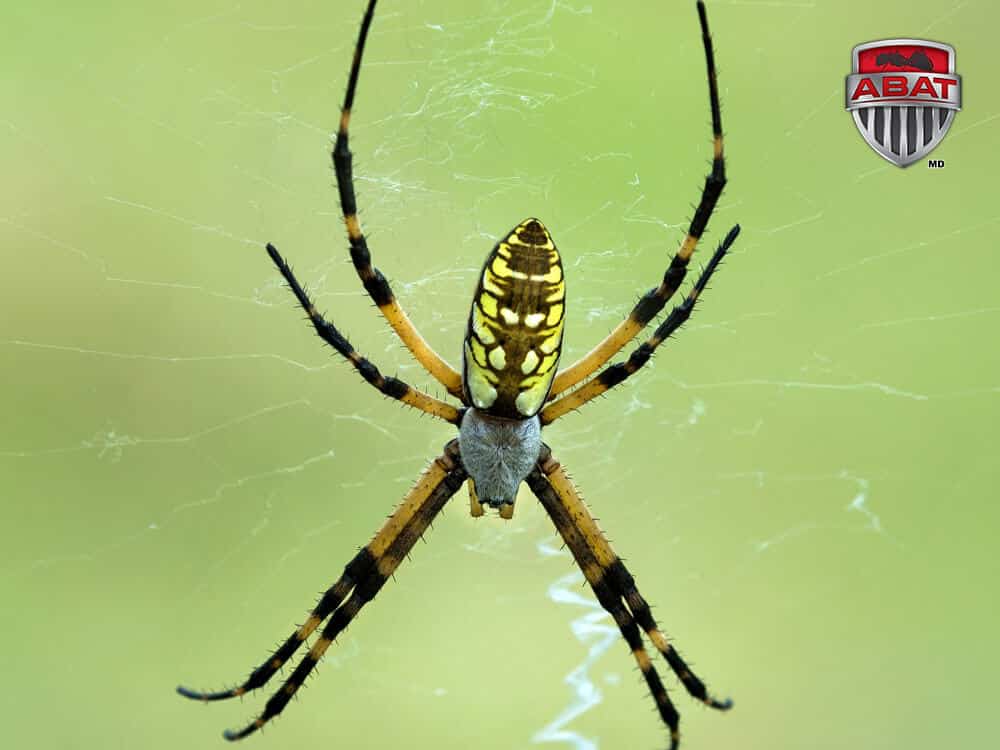 L Argiope Une Grosse Araignée Colorée Et Inoffensive