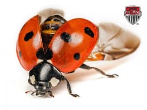 Coccinelle asiatique ouverture des ailes