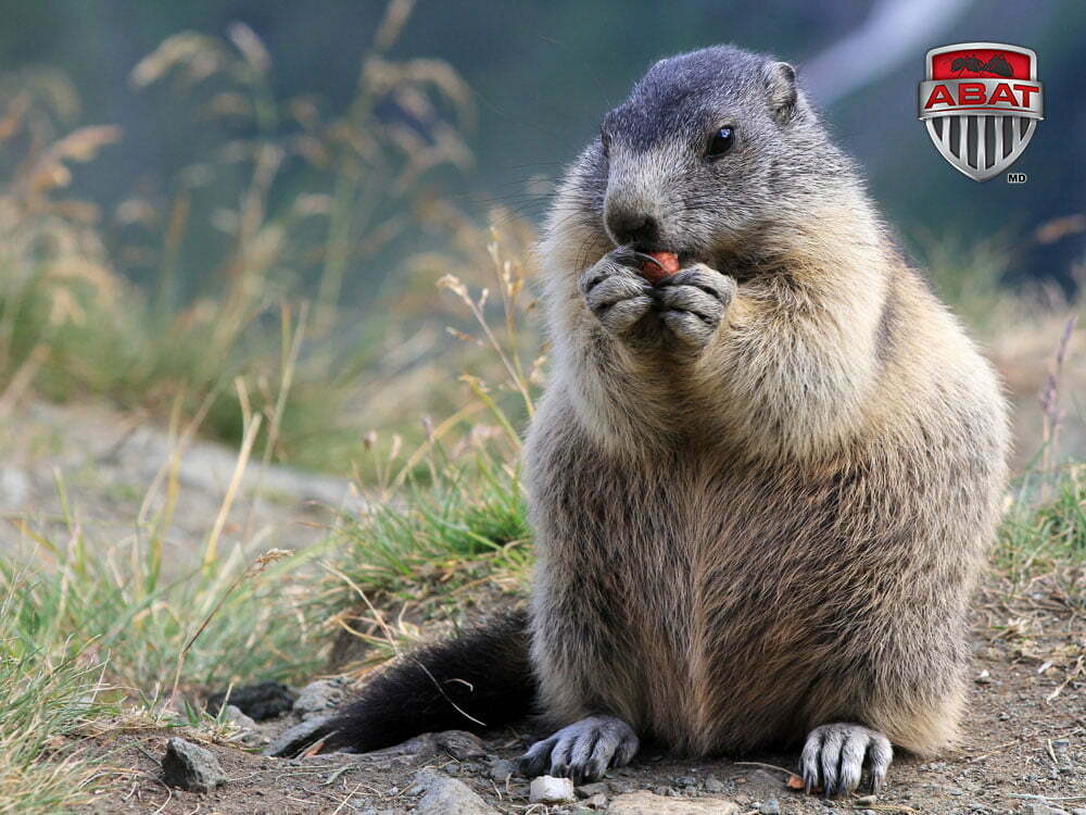 Les conséquences de la tétine et comment s'en séparer - La Marmotte et ses  Marmots