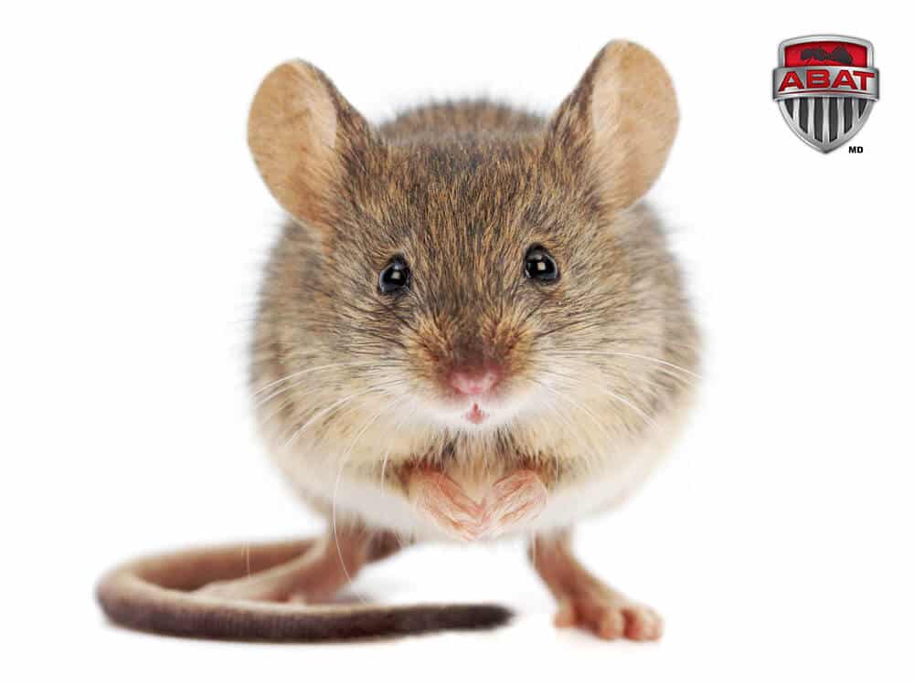 Exterminateur de souris au Québec pour lutter contre ses dommages