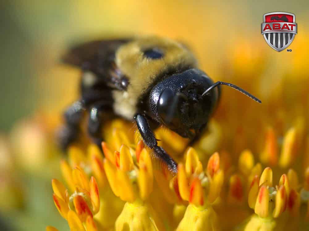 Le bourdon, un gros insecte n'est pas une abeille mâle — free download