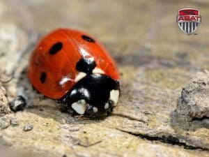 Coccinelle asiatique