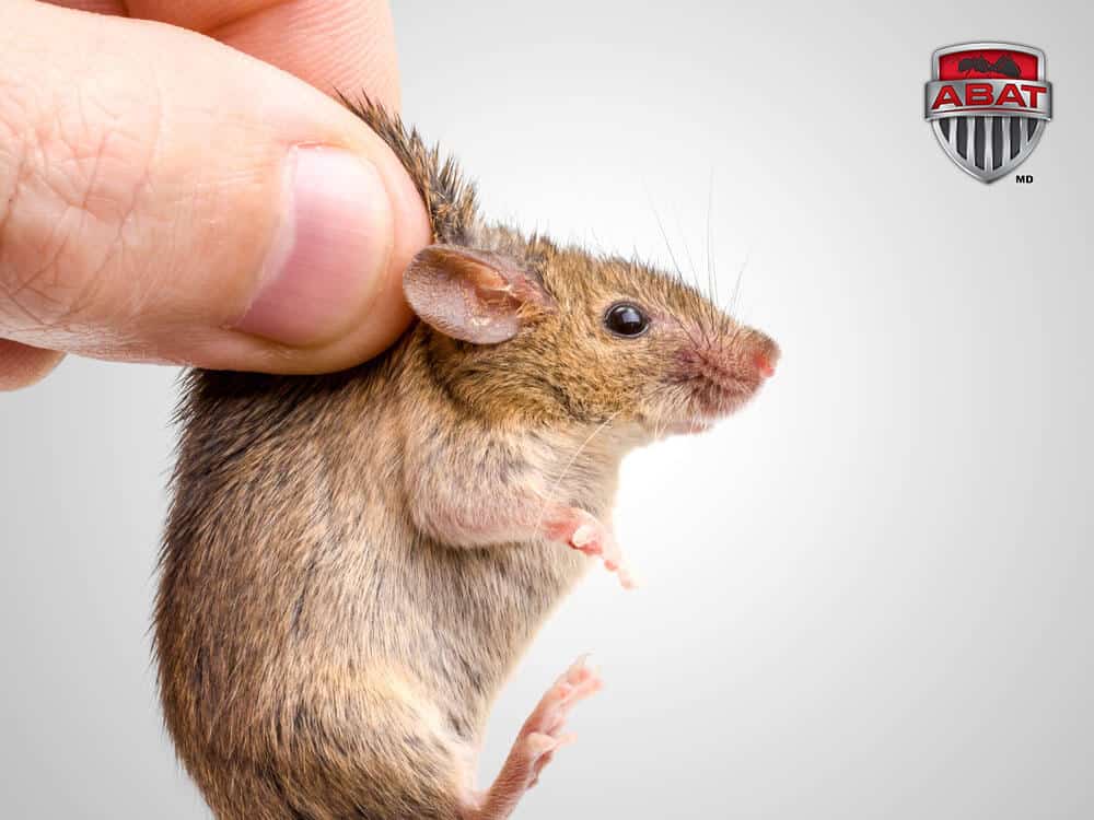 Exterminateur de souris au Québec pour lutter contre ses dommages