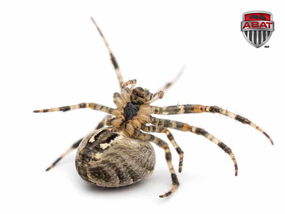Traitement pour exterminer l' araignée Vulcano Spécial Araignées à l'achat