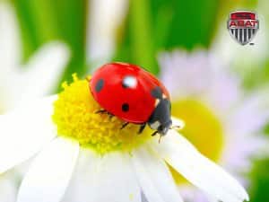 Coccinelle asiatique commune à pois noirs