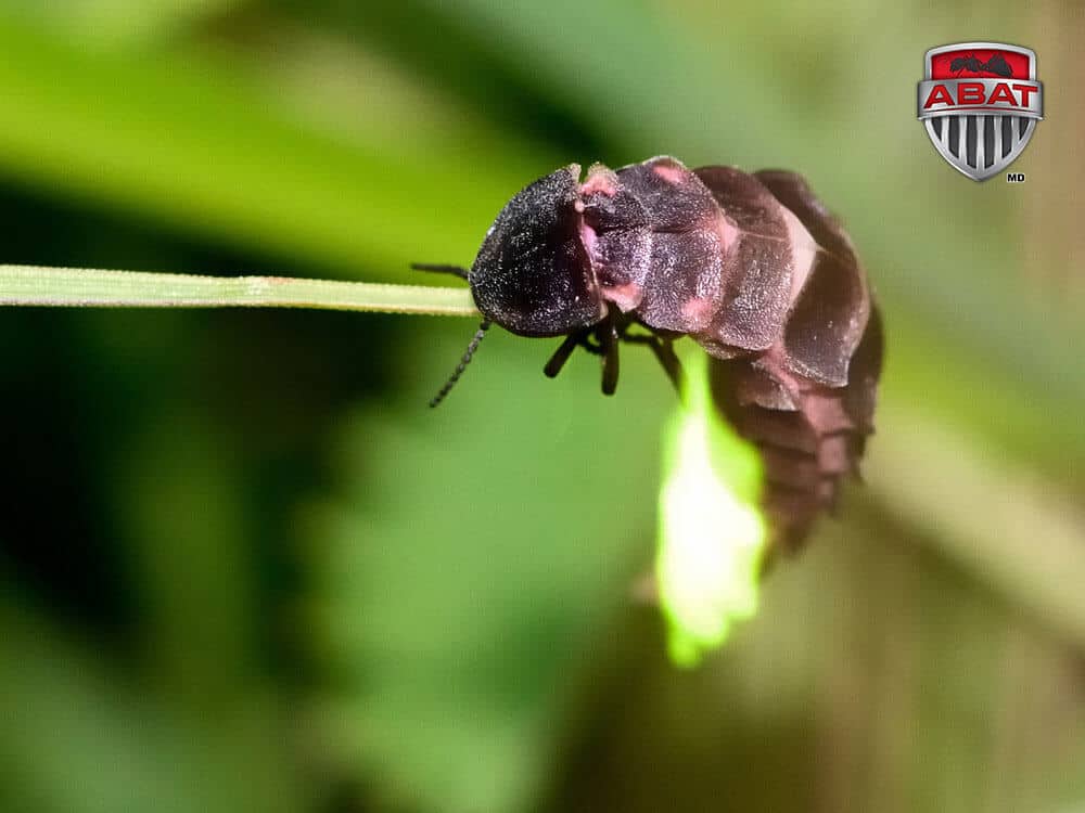 La luciole, un coléoptère plein de lumière