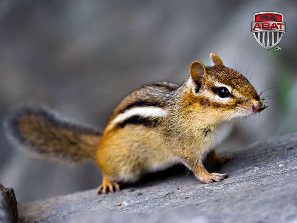 Tamia rayé sympathique mais envahissant