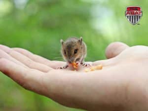 mulot mange du grain dans la main