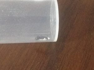fourmis dans tube