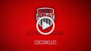 Video coccinelles