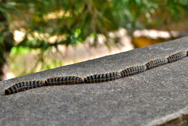 Chenille processionnaire du pin