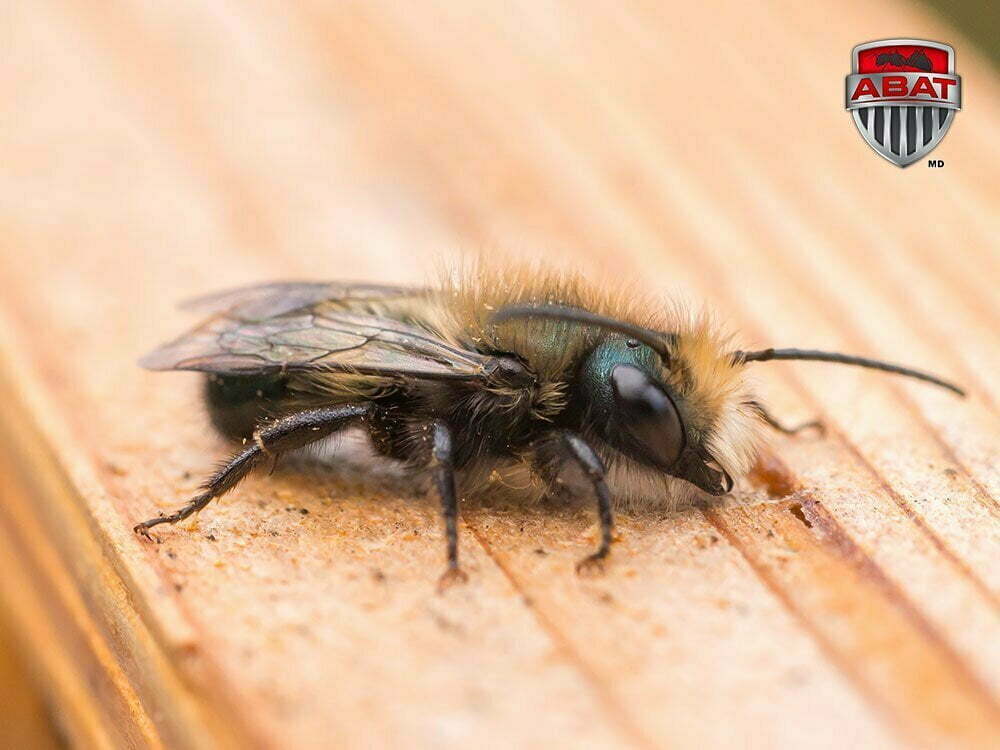 Un abeille maçonne vu de proche.