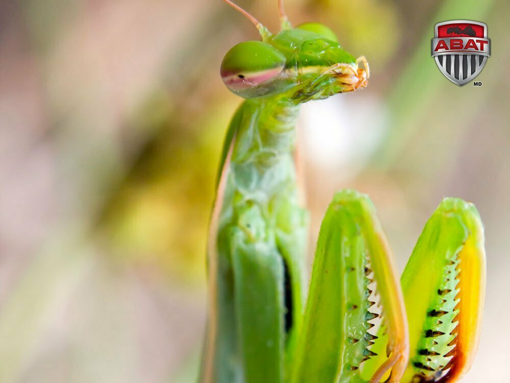 La Mante Religieuse Joue Est Un Insecte Utile Aux Jardins Du Qu bec