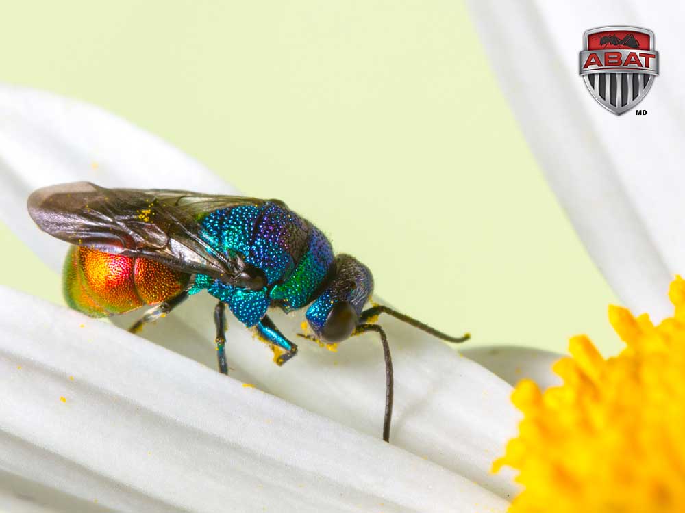 Une guêpe coucou multicolore sur une fleur.