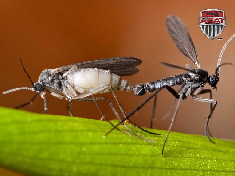 La sciaride ou mouche des terreaux