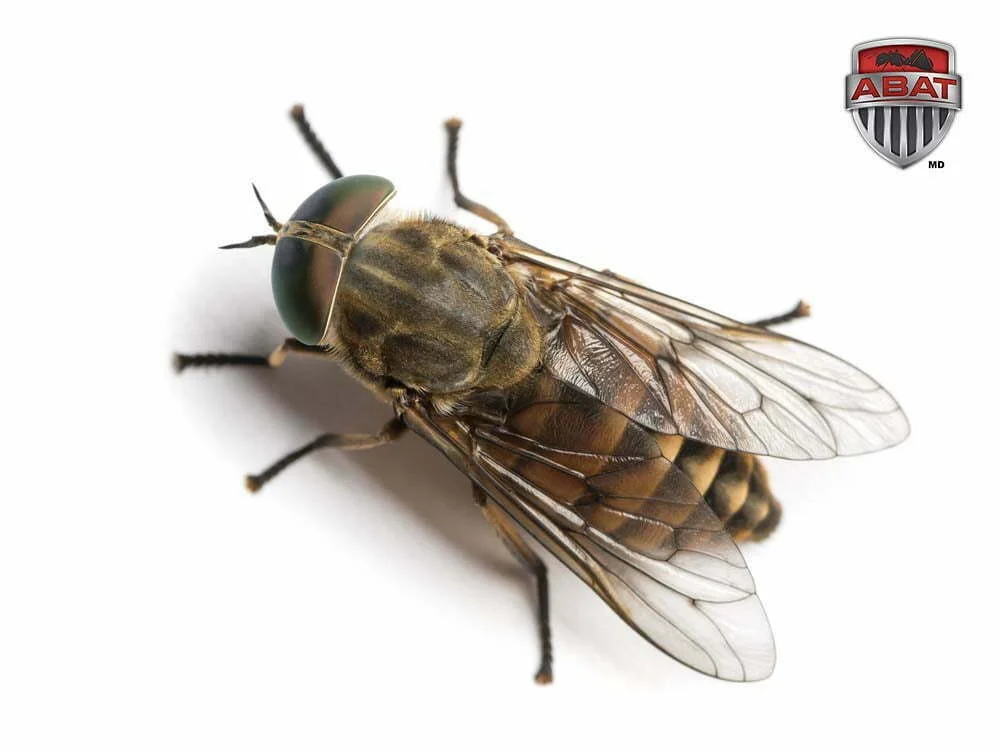 Mouche a cheval sur fond blanc