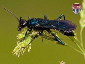 Guepe potiere sur une plante