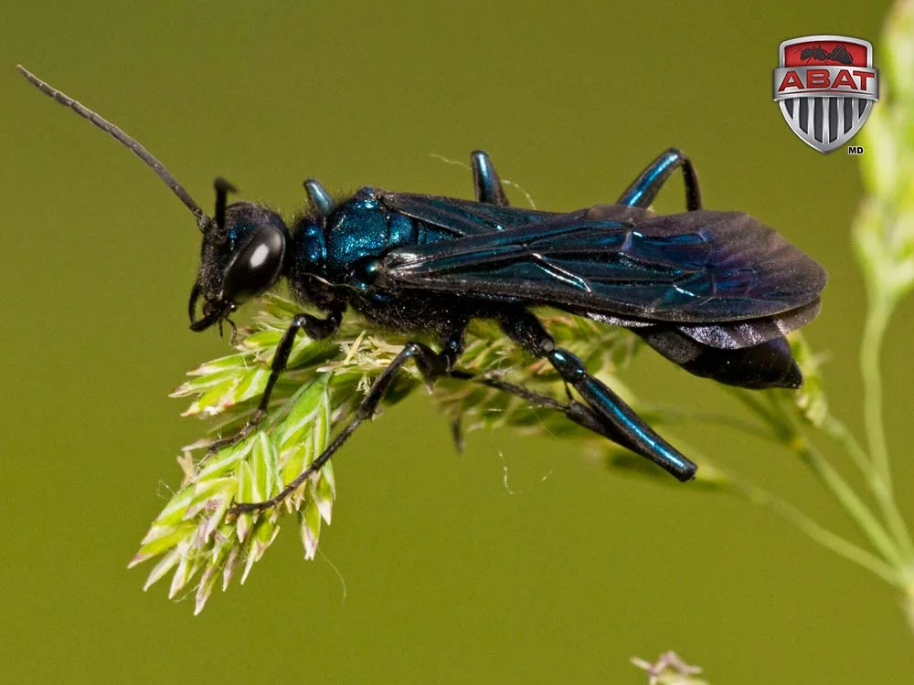 Guepe potiere sur une plante