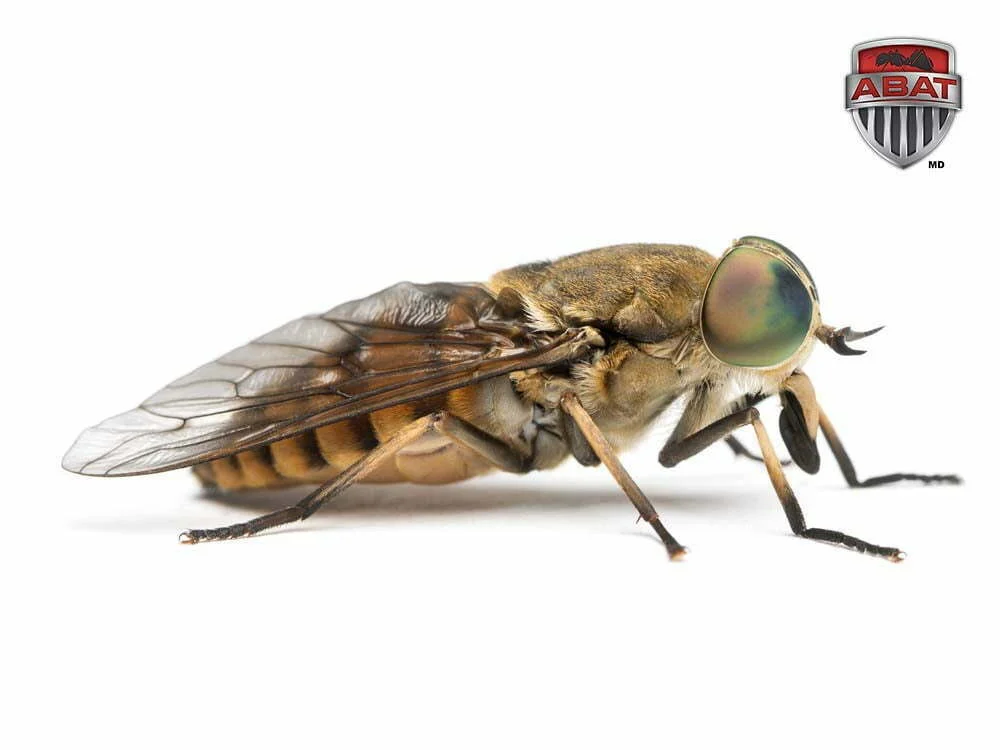 Mouche a cheval de cote, sur fond blanc