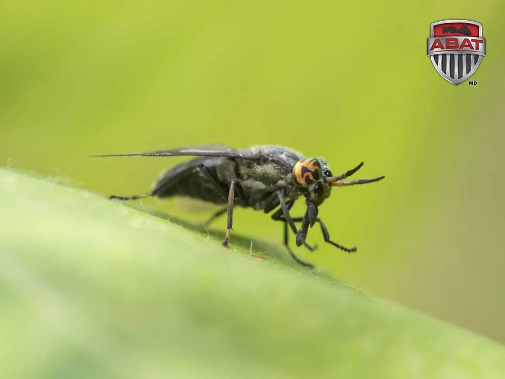 Mouche a chevreuil sur une feuille
