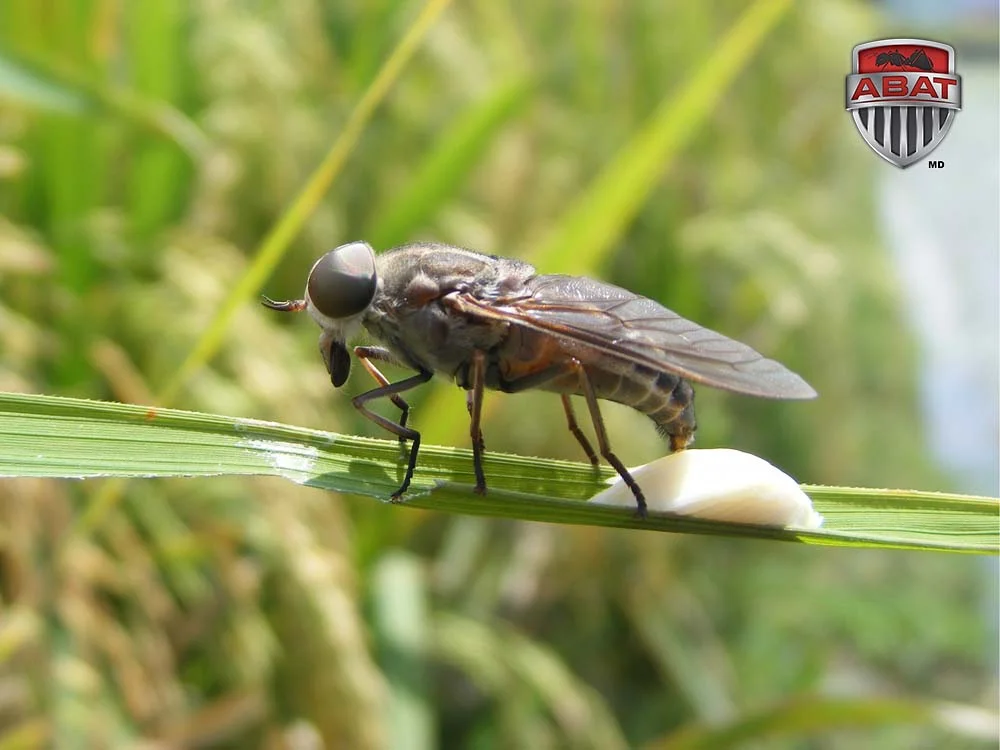 Mouche a cheval qui pond des oeufs sur une feuille