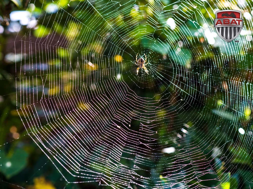 Epeire Diademe au centre d'une toile d'araigne