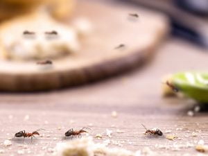 Fourmis qui cherche de la nourriture sur un comptoir.