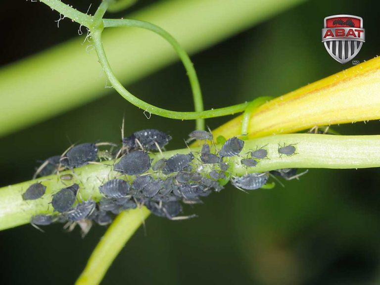 Pucerons noires des feves sur une tige verte