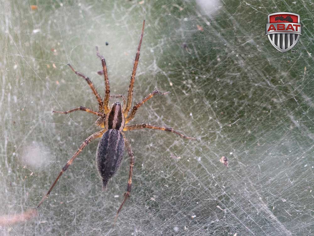 L'agélène de Potter, l'araignée qui tisse une toile en tunnel