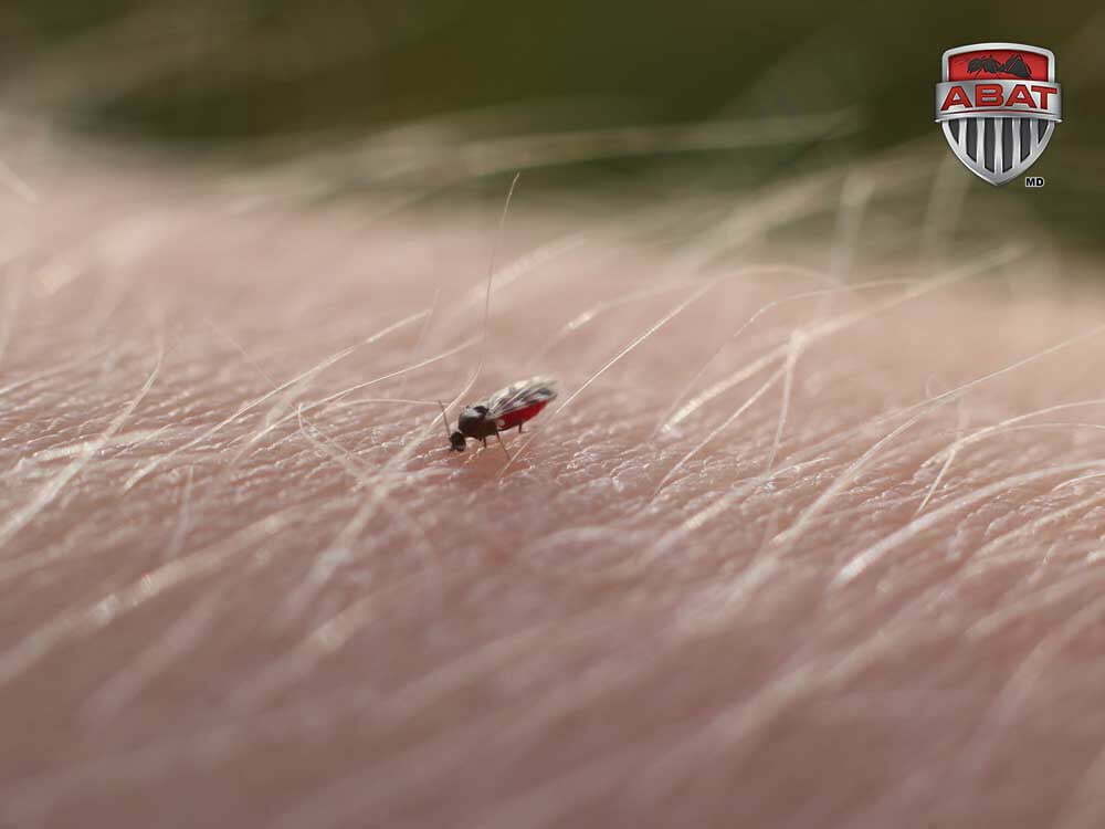 Le brûlot, cette minuscule mouche qui pique très fort!