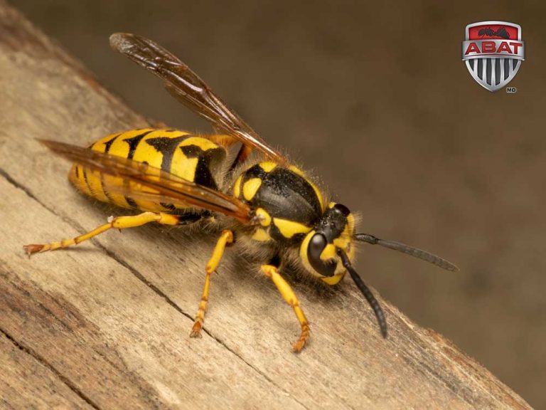 German,Yellowjacket,,European,Wasp,Or,German,Wasp,(lat.,Vespula,Germanica),