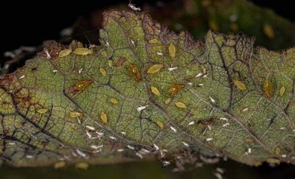 Une feuille ravagee par des pucerons