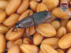 Charançon des grains sur des grains