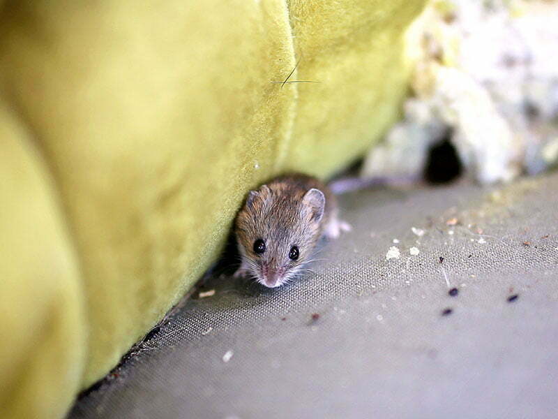 Comment reconnaitre les crottes de souris?