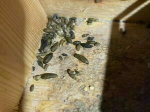 Crottes de souris entre deux montants a l'interieur d'un mur.