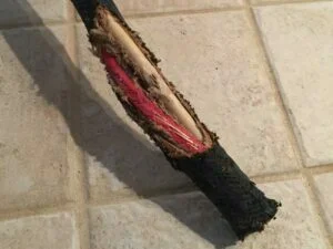 Fil electrique ronge par des souris.