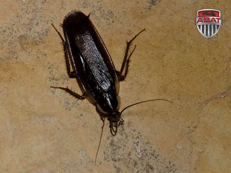 La blatte de Pennsylvanie, ce cafard de bois inoffensif — free download