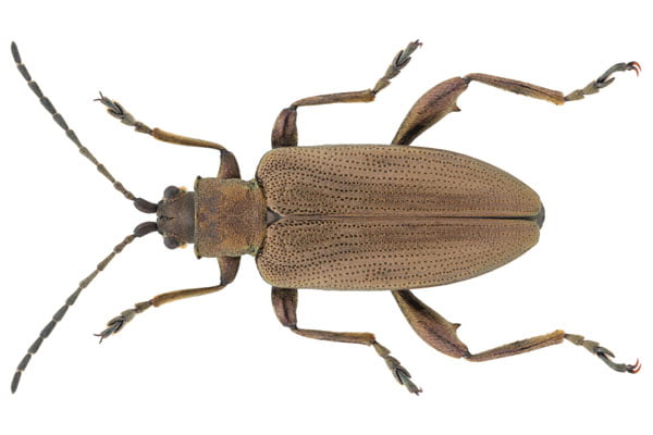 Chrysomele donacie.