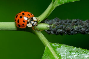 Coccinelle asiatique avec pucerons.