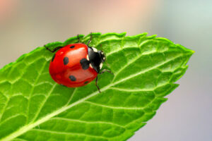 Coccinelle indigène rouge.