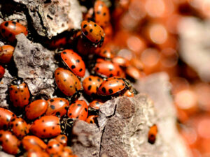 Infestation de coccinelles asiatiques sur un tronc d'arbre.