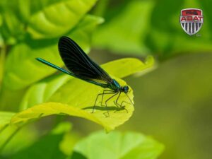 Demoiselle male sur une feuille.