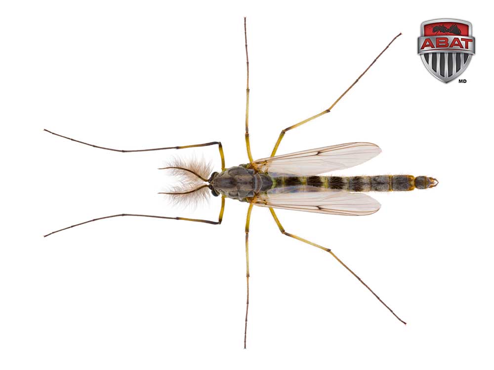 Achetez en gros Contrôle Parasitaire Maison Tueur De Mouche Poudre