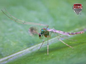 Mouche Chironome sur une feuille.