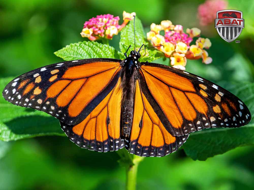 Monarque male.