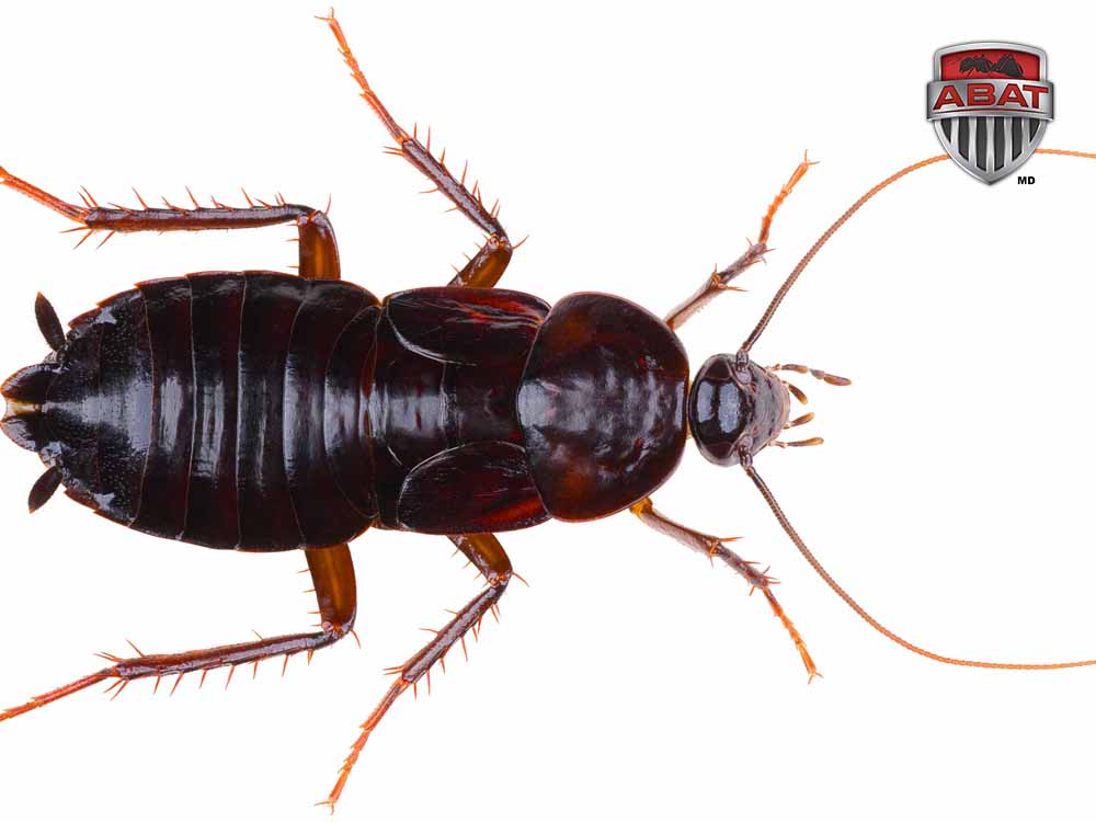 Blatte orientale femelle.