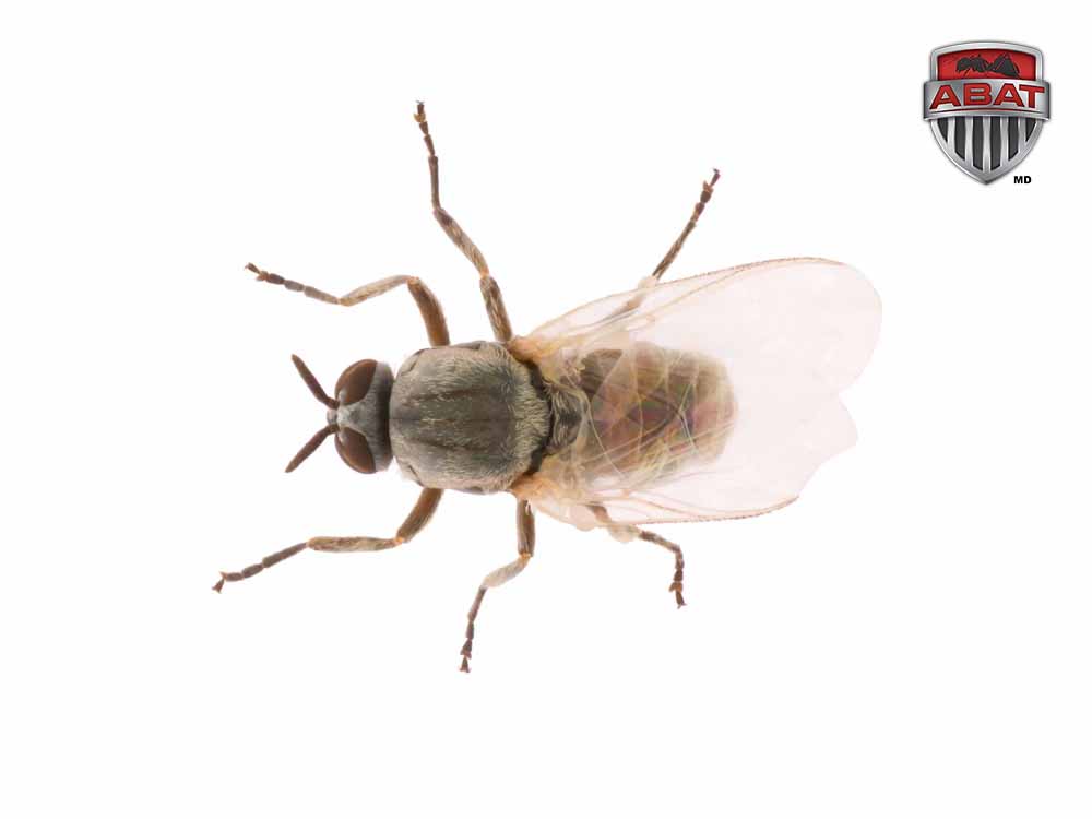 Simulium,Is,A,Genus,Of,Black,Flies,In,The,Family